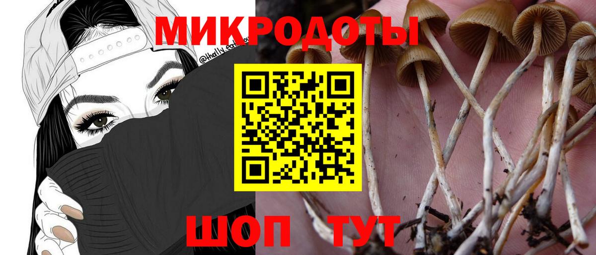 Галлюциногенные грибы Psilocybe Октябрьский